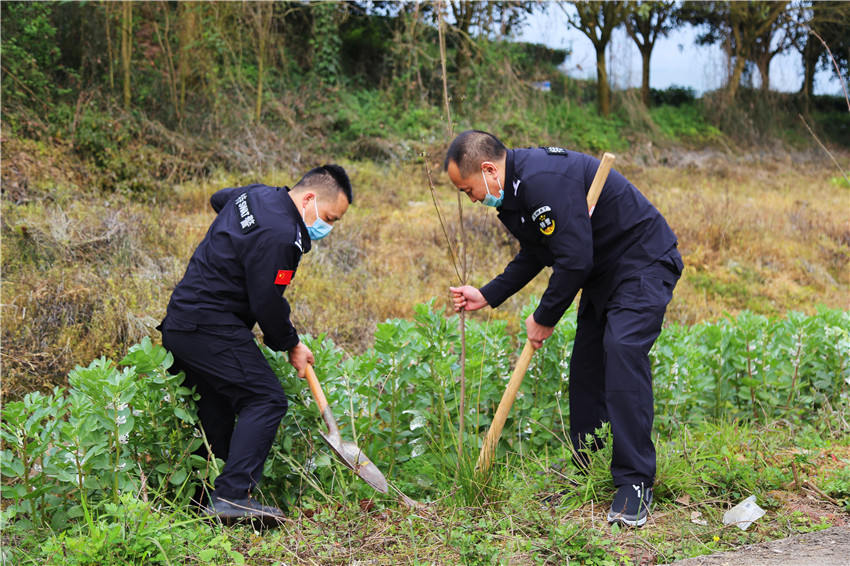 圖為植樹(shù).jpg